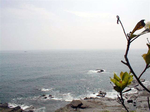 The ocean, a tree, Ilan coastline